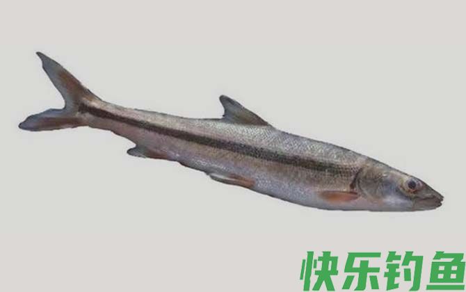 单纹似鳡