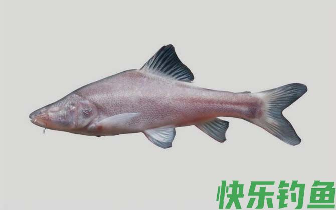 金线鲃