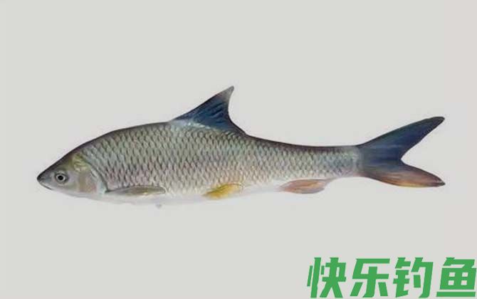 四川白甲鱼