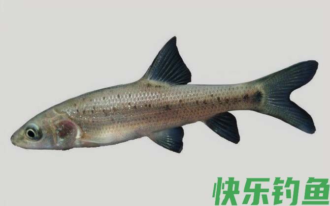 张氏鲈鲤