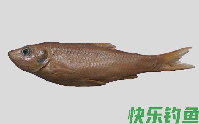 抚仙鲤