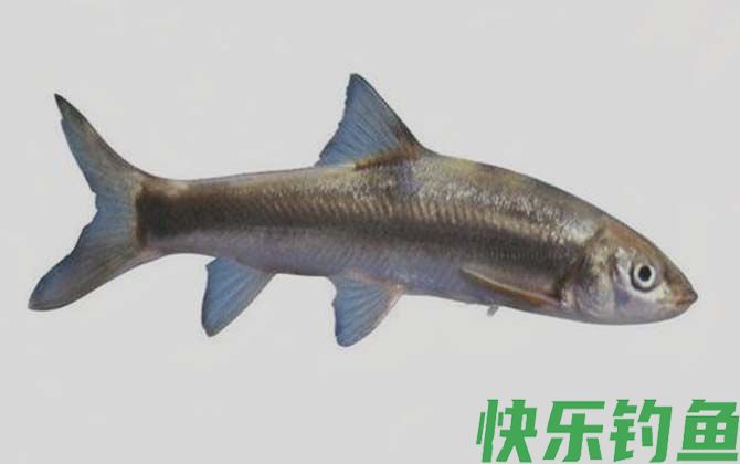 塔里木裂腹鱼