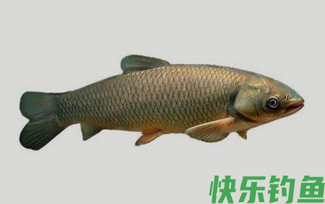 大头鲤