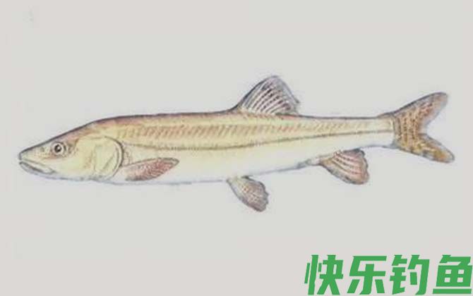 尖裸鲤
