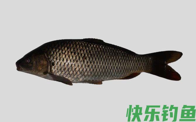 小鲤