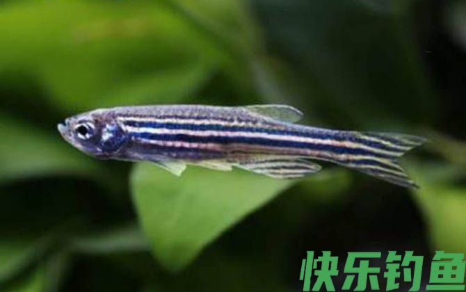 斑马鱼