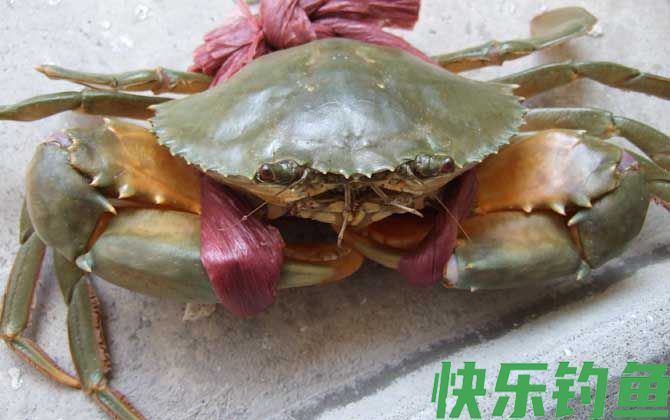 螃蟹
