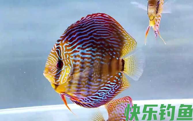 七彩神仙鱼