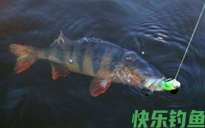 河鲈