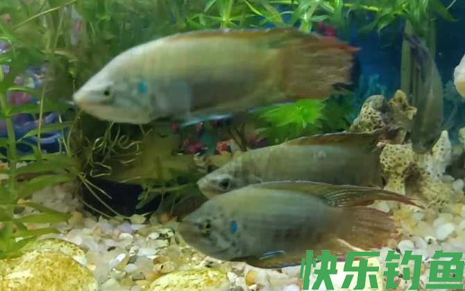 中国斗鱼