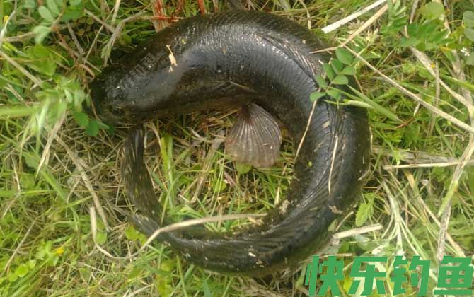 蛇头鱼