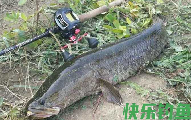 蛇头鱼