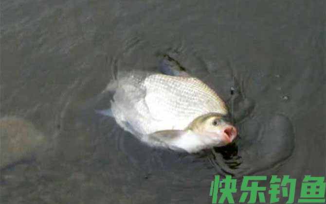 鳊鱼