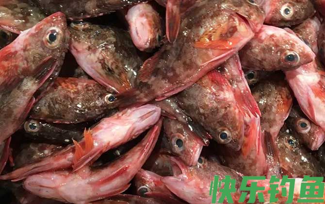 红biubiu鱼