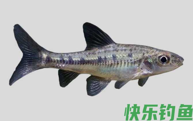 巴氏银鮈