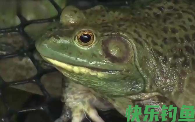 牛蛙