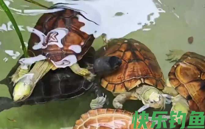 乌龟