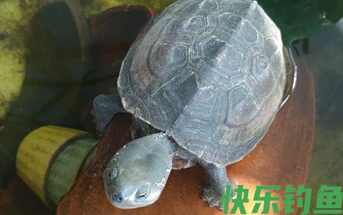 乌龟