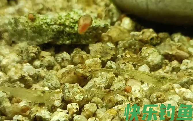 黑壳虾