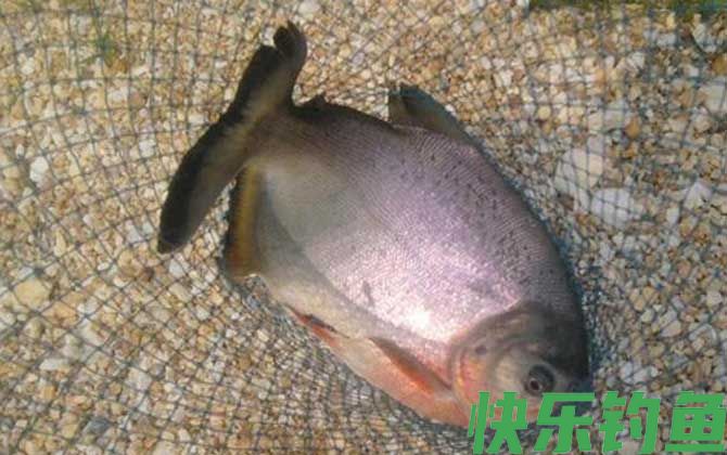 红鲳鱼