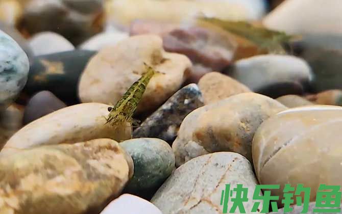 黑壳虾