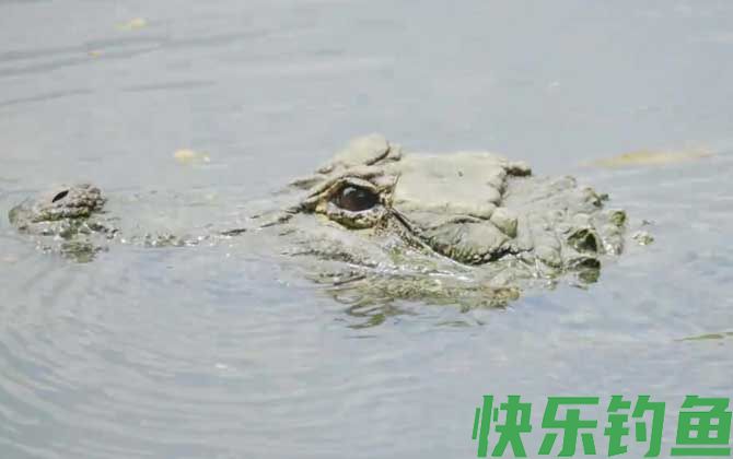 扬子鳄