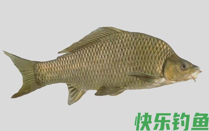乌原鲤