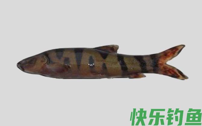 黄线薄鳅