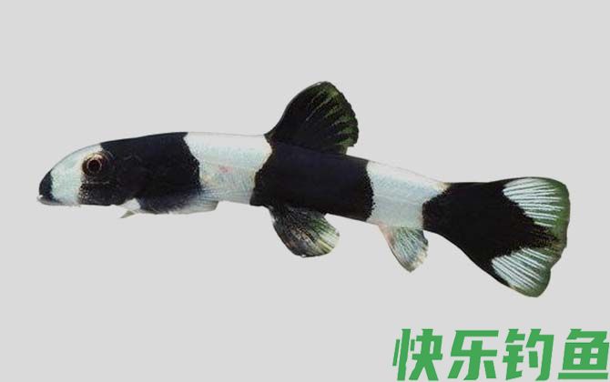 厚唇原吸鳅