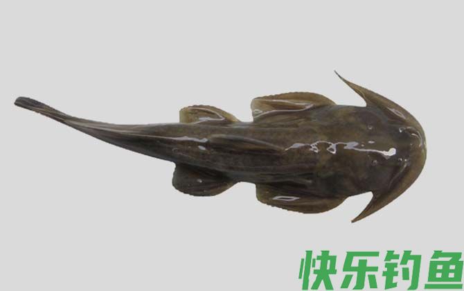 青石爬鮡