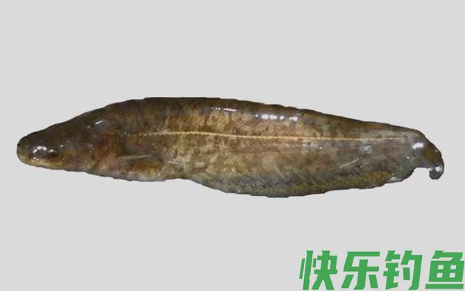 昆明鲇