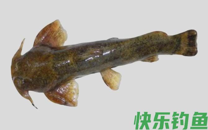 黑斑原鮡