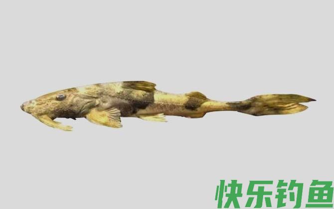 魾鱼