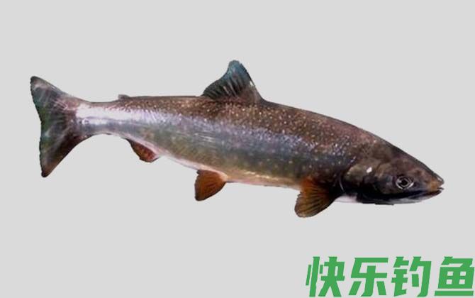 北鲑