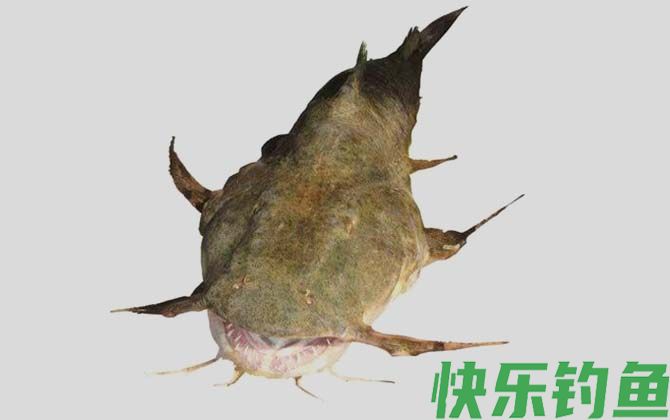 巨魾