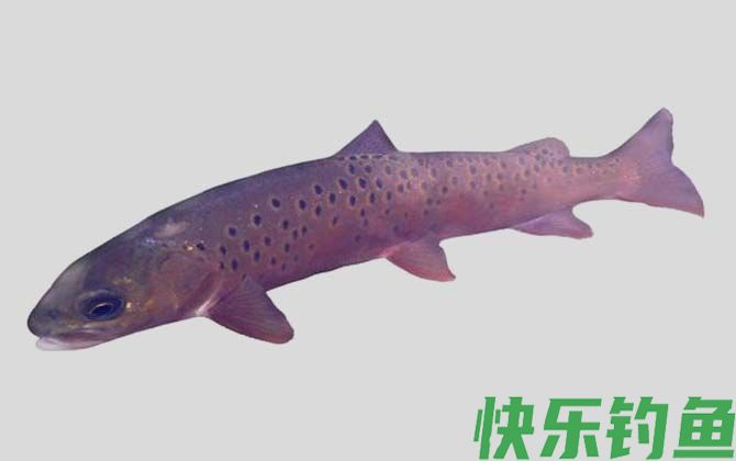 哲罗鲑