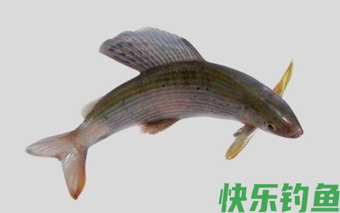 北极茴鱼