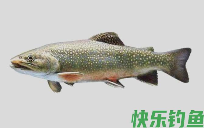 花羔红点鲑