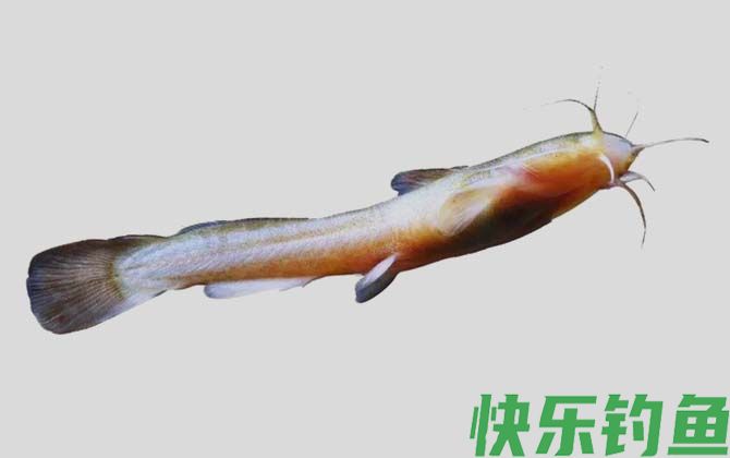 金氏䱀