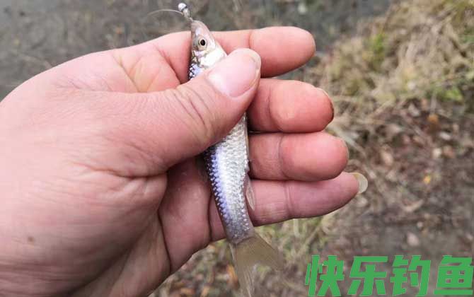 麦穗鱼