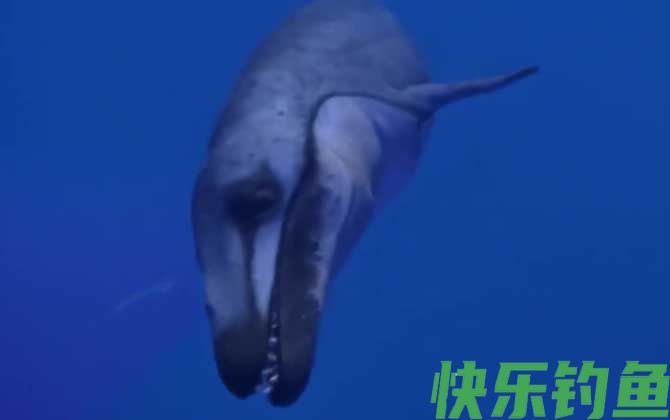 龙王鲸