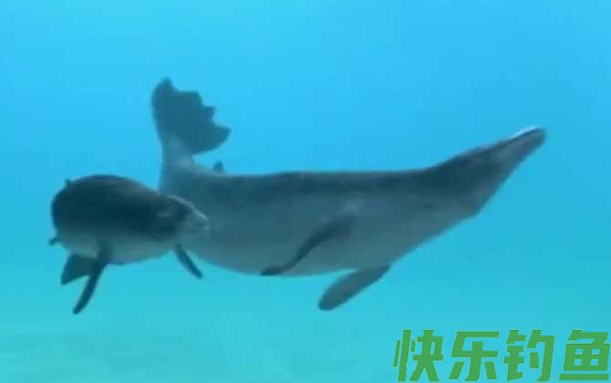 龙王鲸