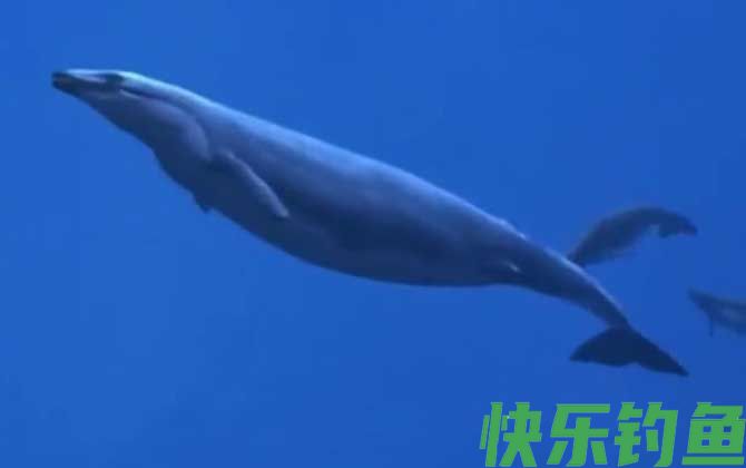 龙王鲸