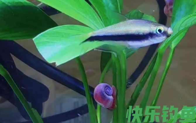 苹果螺