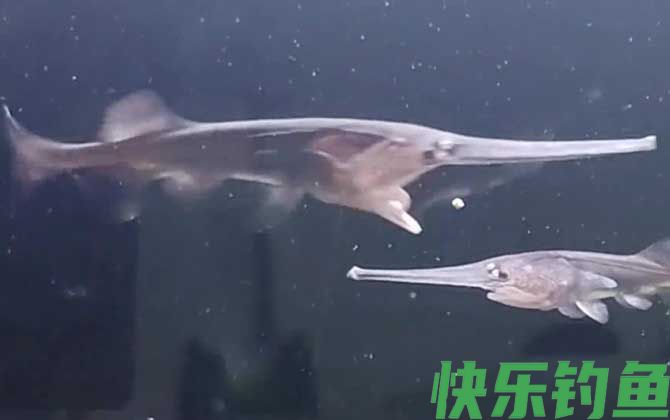 鸭嘴鱼