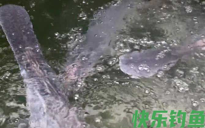 鸭嘴鱼