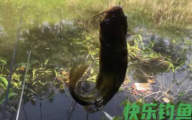 黄骨鱼