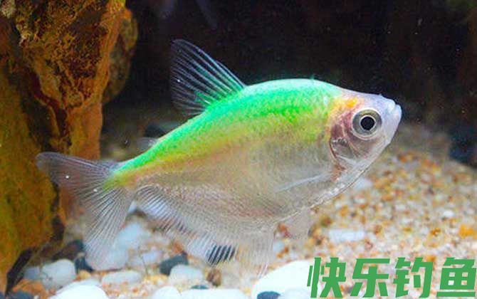 彩裙鱼