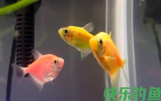 彩裙鱼