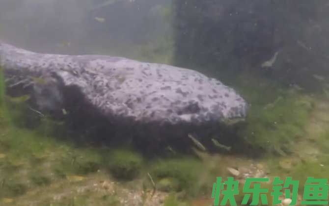 娃娃鱼